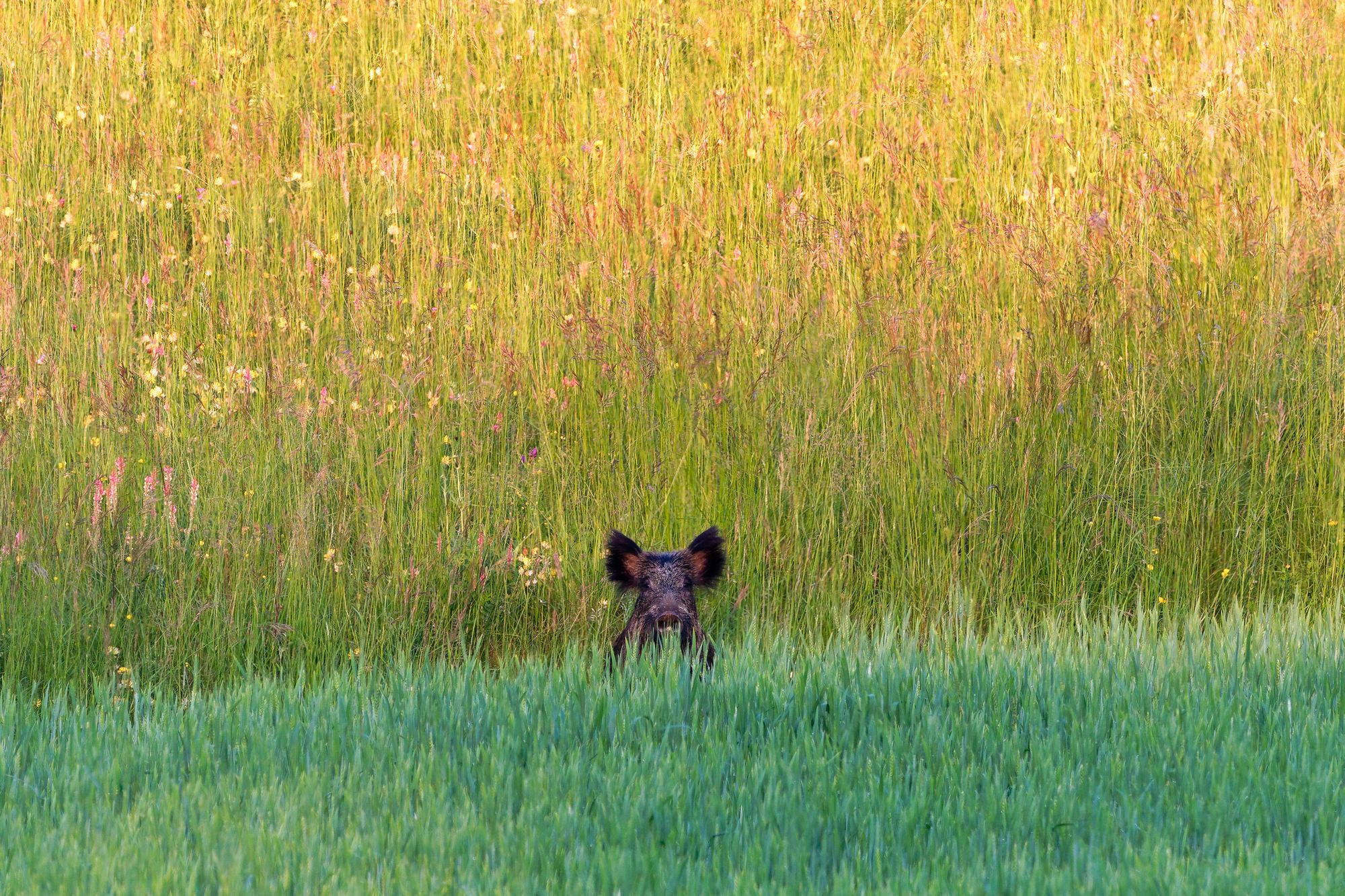 Exposition de photographie animalière du 30 juin au 30 septembre 2025
